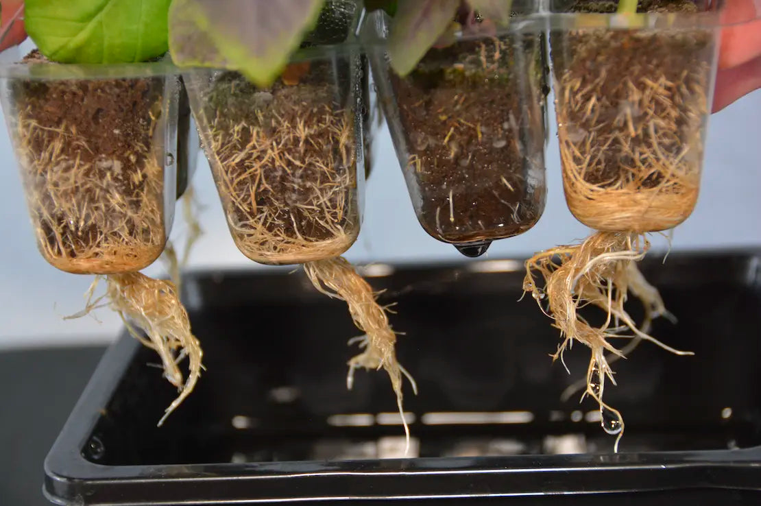 Seed starter tray showing healthy seedling root development in transparent propagation cells