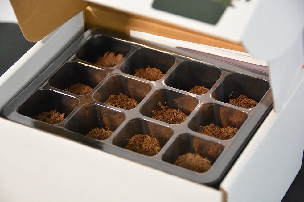Seed starter tray with multiple seedling cells filled with growing medium for starting plants and herbs