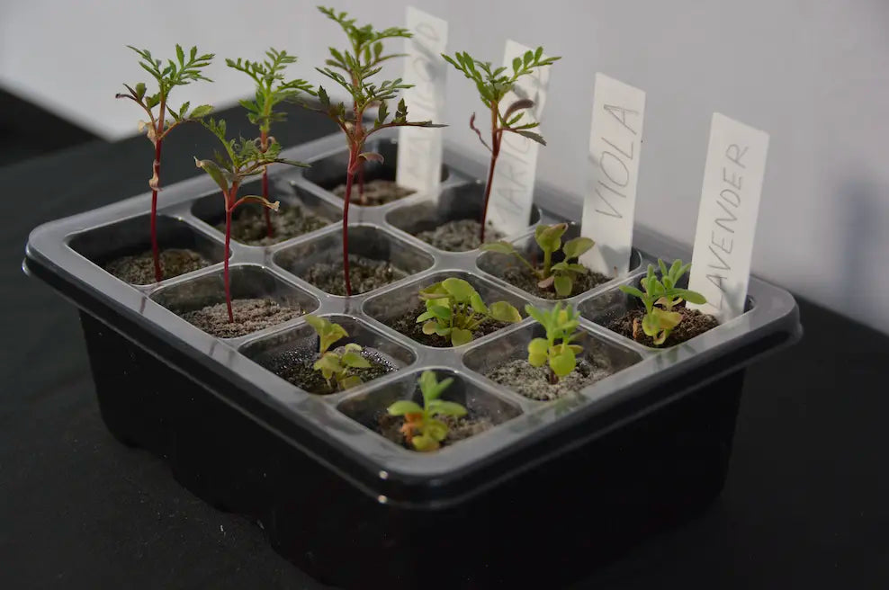 Seed starter tray with young seedlings growing in individual cells labeled with plant varieties