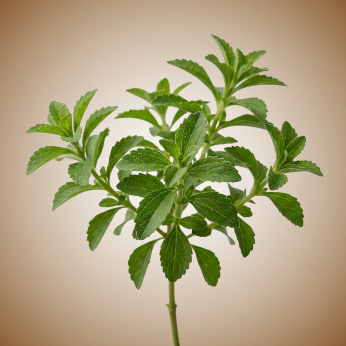 A stylized image of a stevia plant with green leaves.