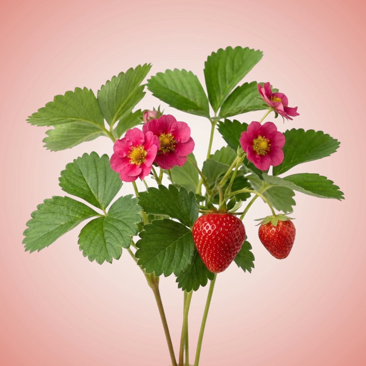 A group of ripe strawberries with green leaves and white flowers.