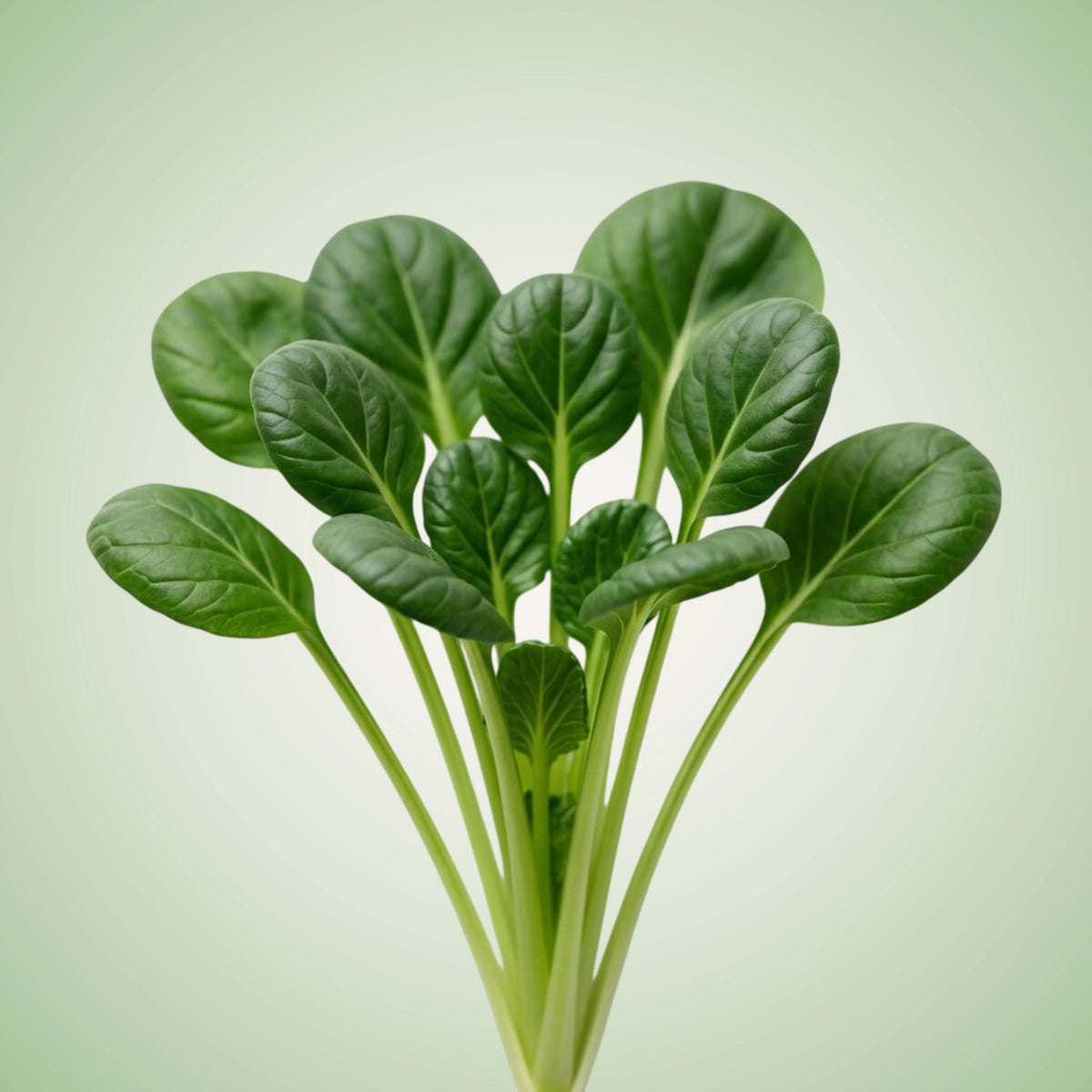A fresh bunch of tatsoi leaves, which are spoon-shaped and have a buttery green color.