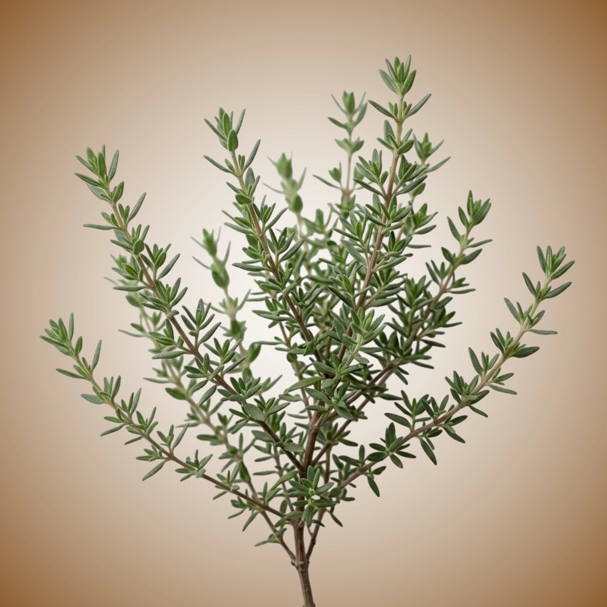A potted thyme plant with green leaves.