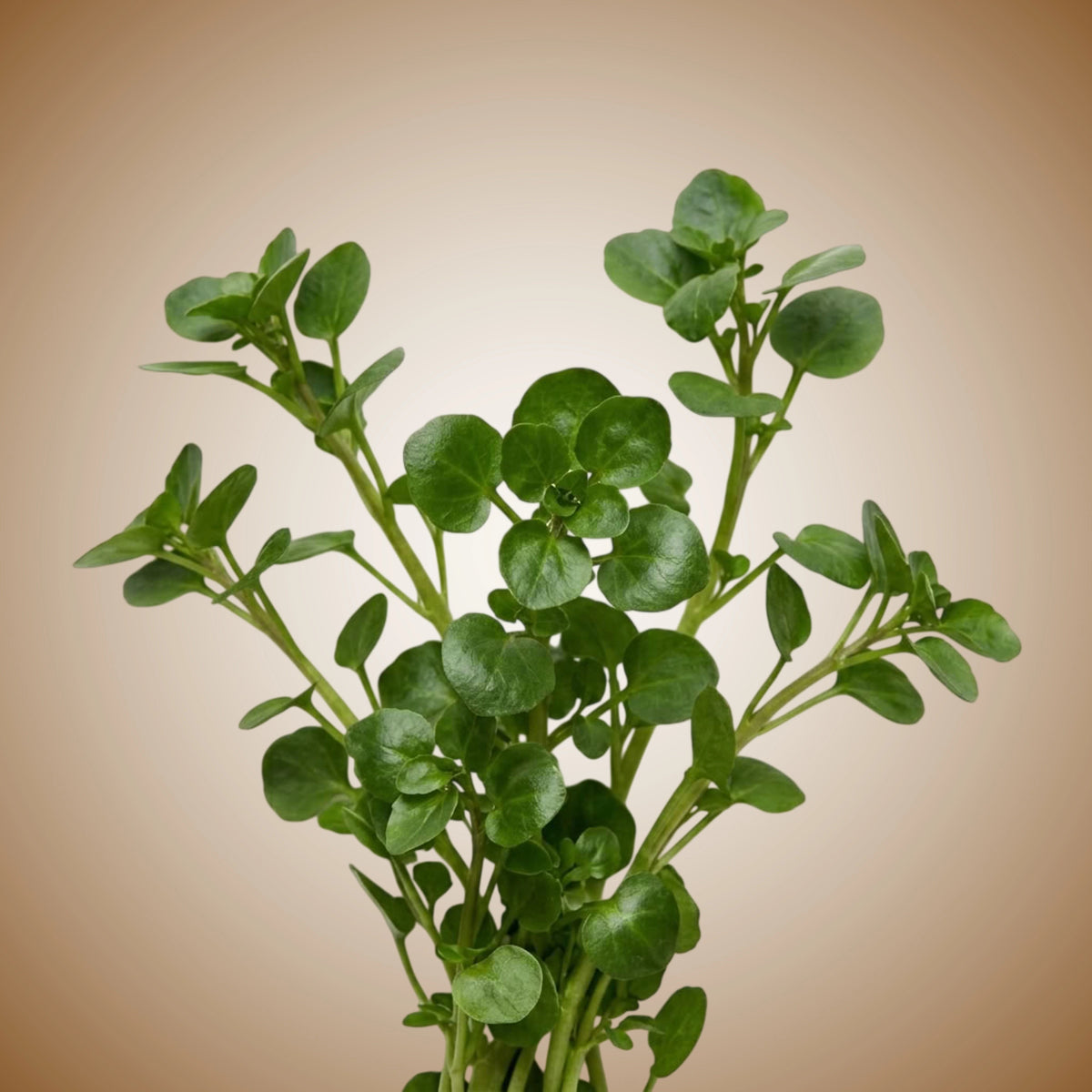 A fresh bunch of watercress with vibrant green leaves.