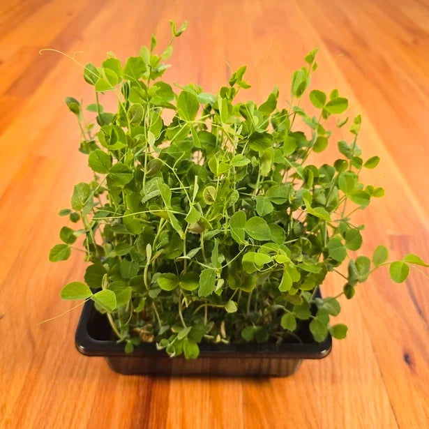 Pea shoot microgreens with thick stems growing on an organic grow mat in a wooden kitchen