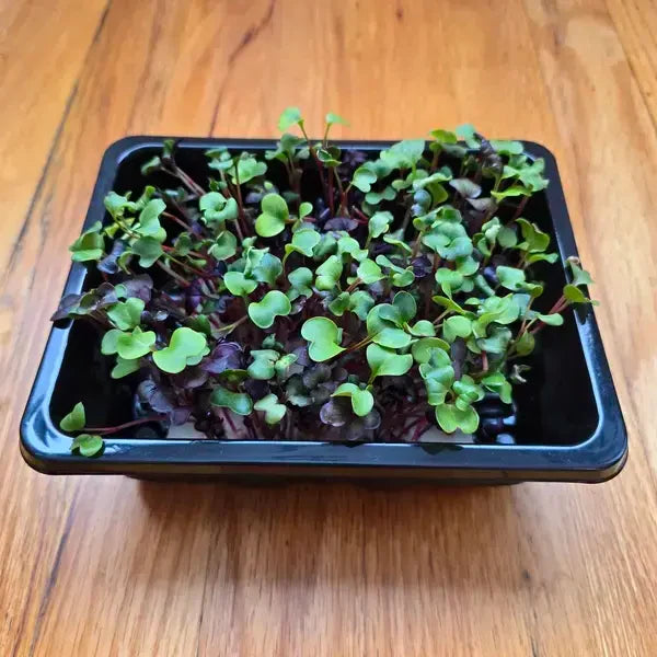 microgreens growing in a nursery tray, an early observation stage
