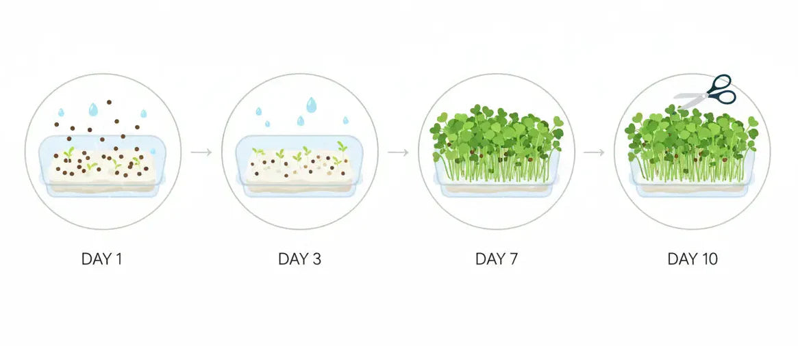 Diagram showing microgreens growing from seeds to harvest in 7 to 10 days indoors.