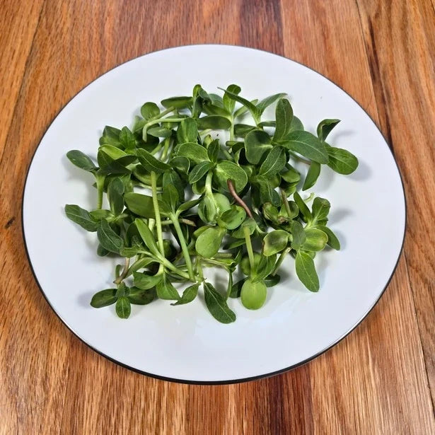 harvested sunflower microgreens on a white plate with a wooden kitchen background