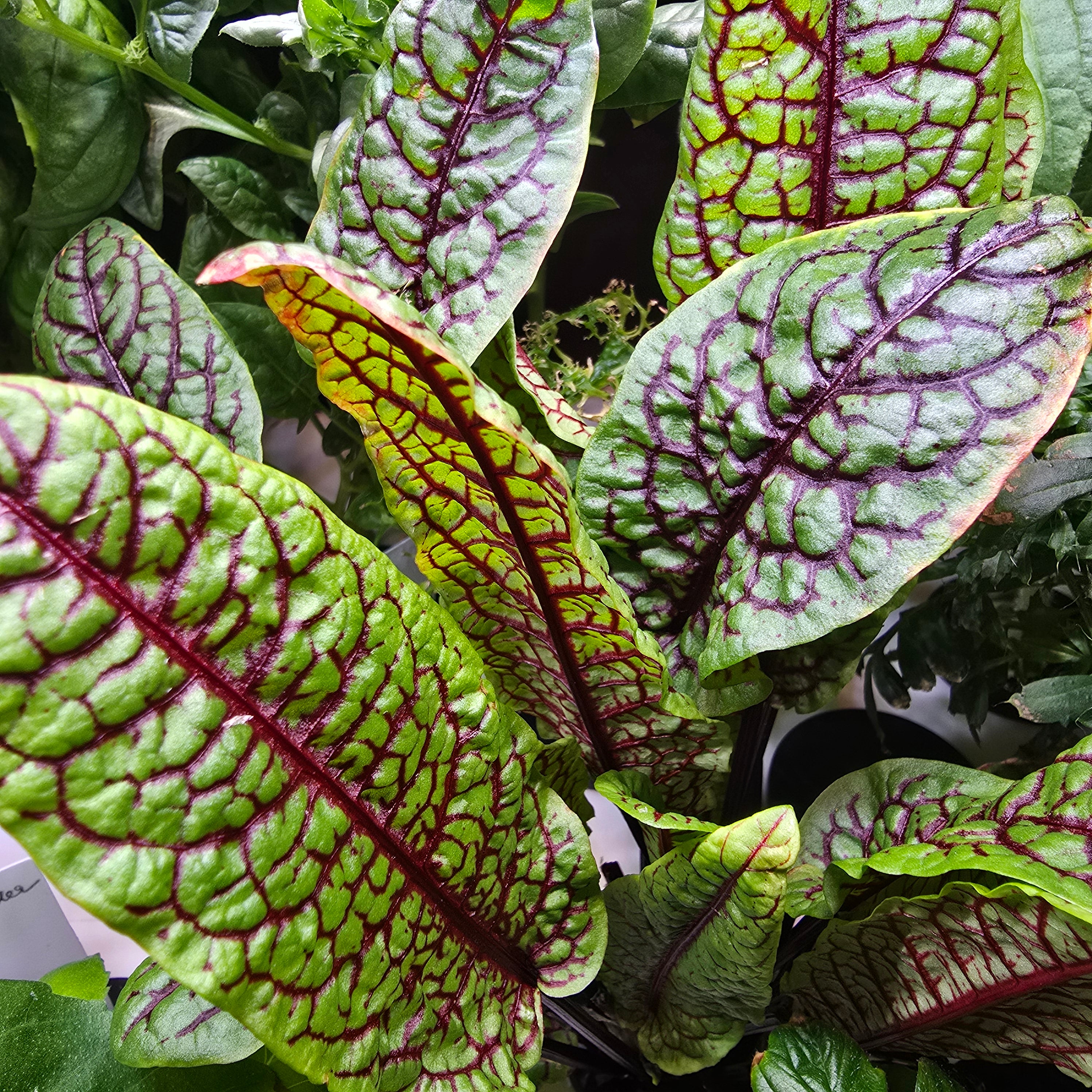 Hydroponic Vegetable Seeds & Leafy Greens | Aquager – Aquager