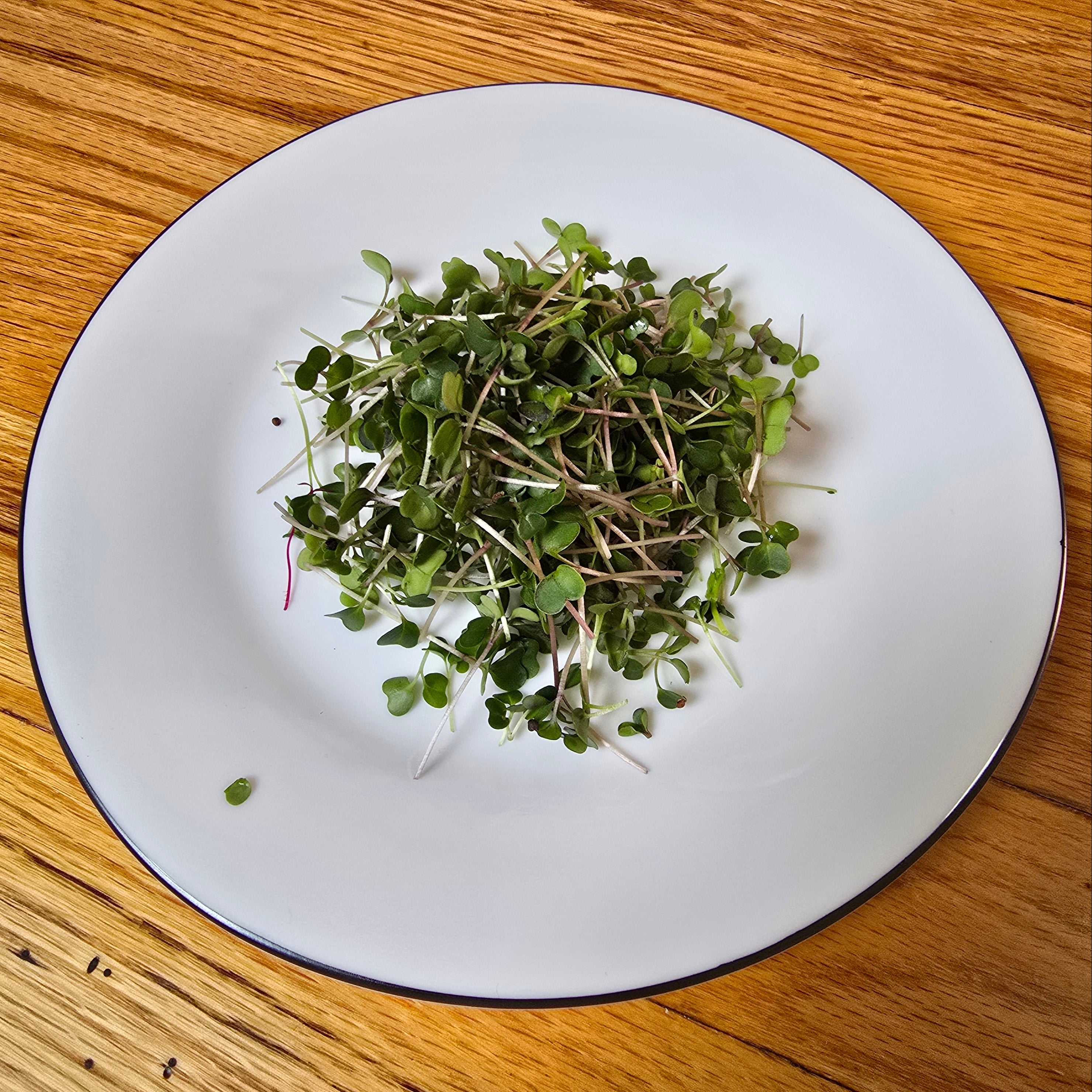 Microgreens on a white plate with a black rim on a wooden surface