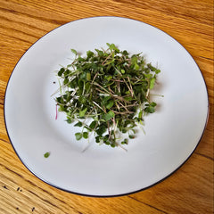 Microgreens on a white plate with a black rim on a wooden surface