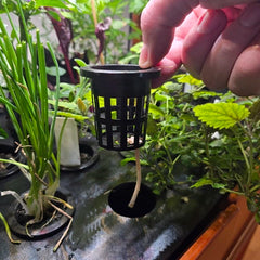 Hydroponic 50mm black slotted net cup  for root aeration, moisture wicking, and nutrient absorption1