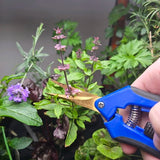 6.5 inch stainless steel gardening shears for precise trimming and pruning in hydroponic and soil gardens1