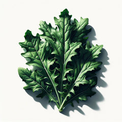 A fresh leaf of arugula (Astro) against a white background, displaying its typical leafy green appearance.