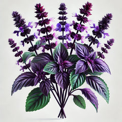 A vibrant image showcasing a potted basil plant with purple stems and foliage, along with purple flower bracts.