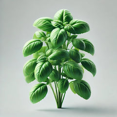 A vibrant image of a healthy basil plant with green leaves.