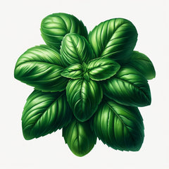 A vibrant image of fresh Genovese basil leaves.