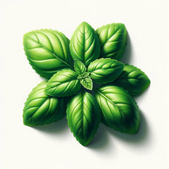 A fresh lime basil plant with vibrant green leaves.