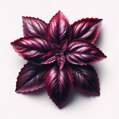 A cluster of red ruffled leaves of Red Rubin Basil.