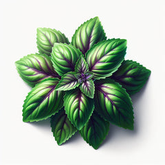 A fresh sweet Thai basil plant with green leaves and purple veins.