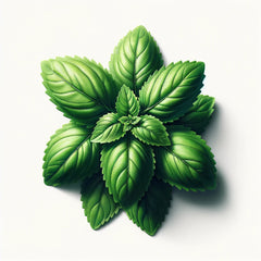 A fresh bunch of green Holy Basil leaves (Tulsi) arranged on a white background.