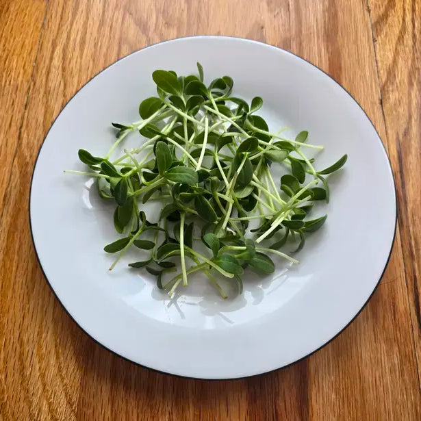 Plante on the wooden floor with harvested borage microgreens