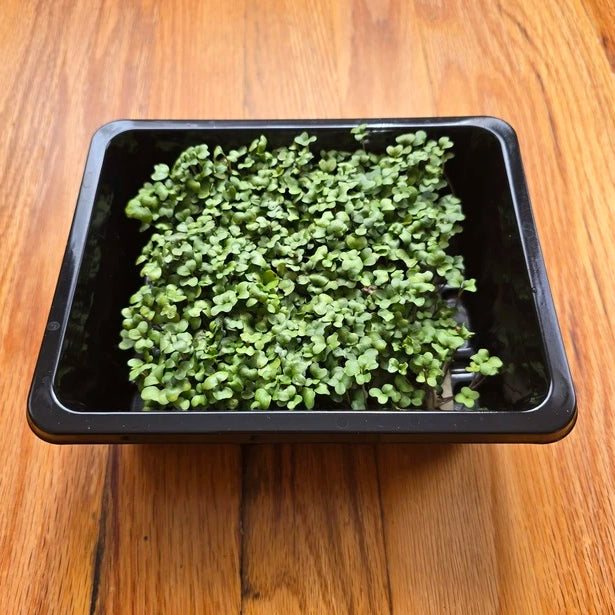 Small green Broccoli in a black plastic tray on a wooden surface