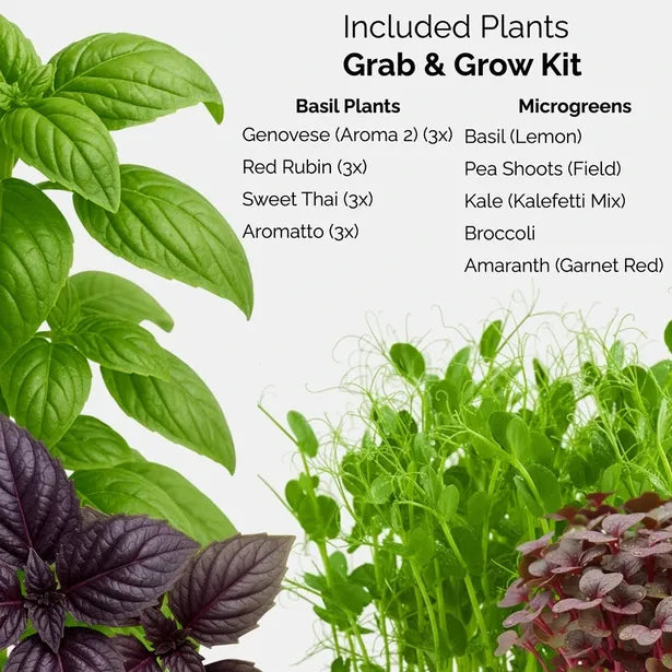 Basil plants and microgreens with a list of included plants on a white background