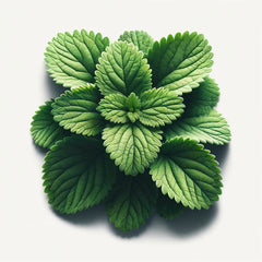 A fresh clump of green catnip leaves arranged in a natural pattern.