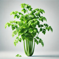 A fresh bunch of green celery with leaves and stems, placed in a clear vase against a white background.
