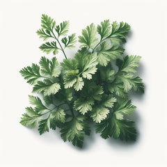 A fresh bunch of fine curly chervil leaves.