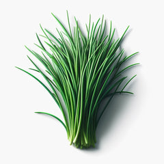 A fresh bunch of chives with green stalks and leaves.
