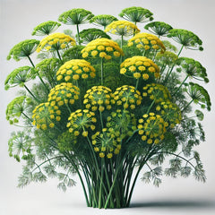 A bouquet of fresh dill with green foliage and yellow flowers.
