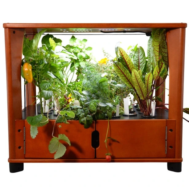 Hydroponic system with plants and water on a white background