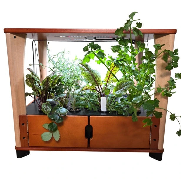 Wooden indoor garden with plants on a white background