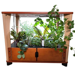 Wooden indoor garden with plants on a white background