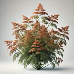 A Bronze Fennel plant with reddish-bronze foliage and decorative flowers.