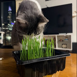 Grab & Grow Cat Grass Kit — cat eating fresh grass from indoor seed
starter nursery