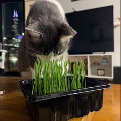 Cat eating grass from a grab and grow kit on a wooden floor