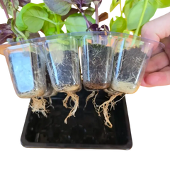 Grab & Grow grow medium — healthy seedling roots in clear compostable grow plug