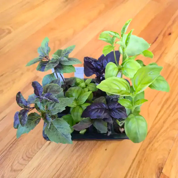 Basil plants in a nursery on a wooden surface