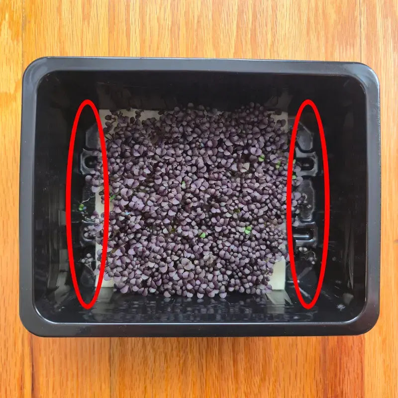 Black plastic container with purple basil microgreens on a wooden surface
