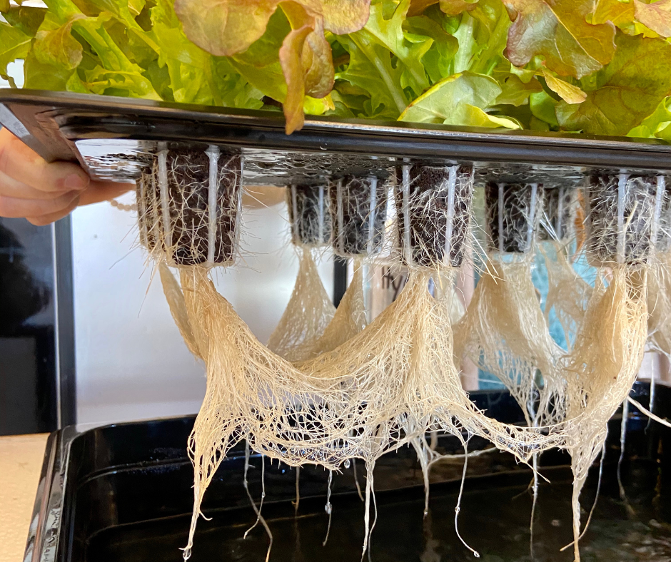 hydroponic system roots growing in water without soil.