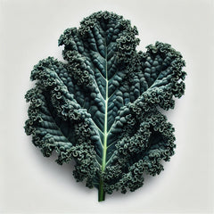 A fresh leaf of kale, with a vibrant green color and characteristic curly texture.