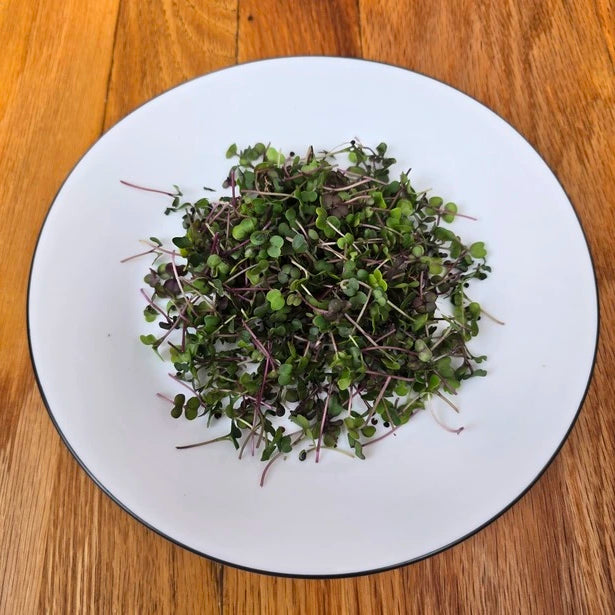 Hrvested Kalefetti Microgreens on a white plate on a wooden surface