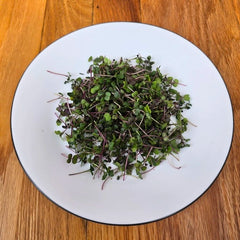 Hrvested Kalefetti Microgreens on a white plate on a wooden surface