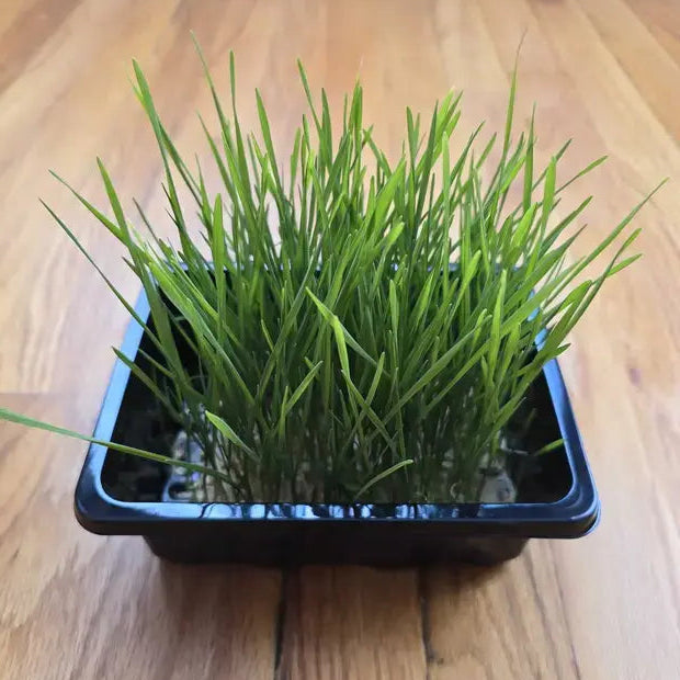 Microgreens-Wheat/Cat grass in a nursery on the wooden floor
