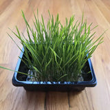 Microgreens-Wheat/Cat grass in a nursery on the wooden floor