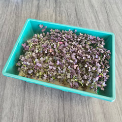 Microgreens