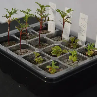 Small seedlings in a black tray with clear labels on a dark surface
